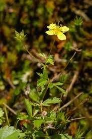 Attēlu rezultāti vaicājumam “Potentilla erecta bud”