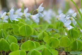 Attēlu rezultāti vaicājumam “Oxalis acetosella leaf”