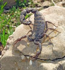 Attēlu rezultāti vaicājumam “Antrodia crassa”