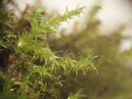 Attēlu rezultāti vaicājumam “Gymnostomum calcareum macro”