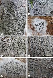 Attēlu rezultāti vaicājumam “Phaeographis dendritica”