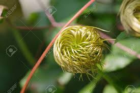 Attēlu rezultāti vaicājumam “Clematis fruit”