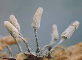 Attēlu rezultāti vaicājumam “Craterium minutum stalked”