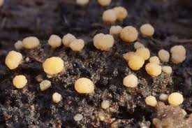 Attēlu rezultāti vaicājumam “Bactridium flavum”