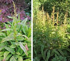 Image result for Rumex sanguineum