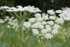 Attēlu rezultāti vaicājumam “Heracleum”