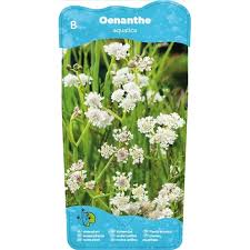 Attēlu rezultāti vaicājumam “Oenanthe aquatica flower”