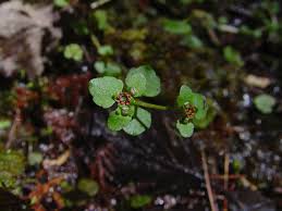 Attēlu rezultāti vaicājumam “Chrysosplenium alternifolium bud”