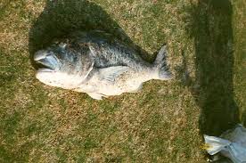 Image result for Petrus rupestris