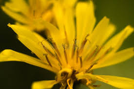 Attēlu rezultāti vaicājumam “Crepis paludosa fruit”
