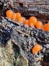 Attēlu rezultāti vaicājumam “Trichia crateriformis”