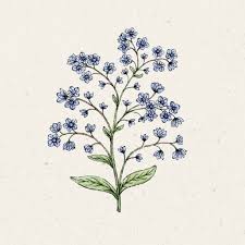 Image result for Vergissmeinnicht