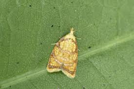 Attēlu rezultāti vaicājumam “Acleris bergmanniana”