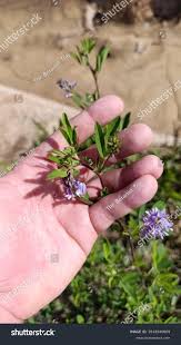 Attēlu rezultāti vaicājumam “Medicago x varia  flower”