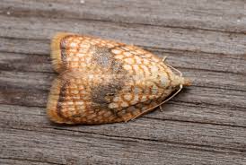 Attēlu rezultāti vaicājumam “Acleris forsskaleana”