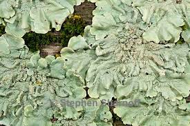 Attēlu rezultāti vaicājumam “Flavoparmelia caperata”