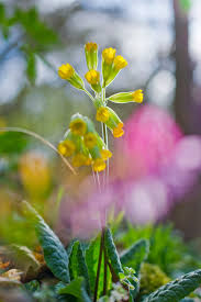 Attēlu rezultāti vaicājumam “Primula veris leaf”