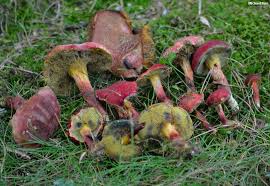 Attēlu rezultāti vaicājumam “Xerocomus rubellus”