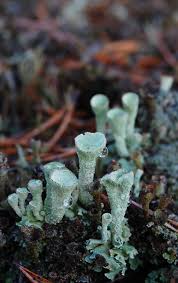 Attēlu rezultāti vaicājumam “Cladonia coccifera”