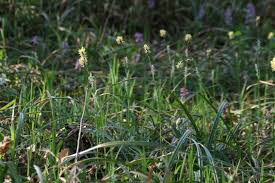 Attēlu rezultāti vaicājumam “Carex pilosa”