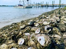 Image result for Suffolk Coastal Floaters