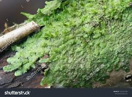 Attēlu rezultāti vaicājumam “Radula complanata”