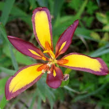 Image result for Pardancanda norrisii