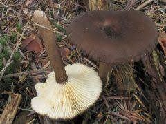 Attēlu rezultāti vaicājumam “Lactarius lygniotus”