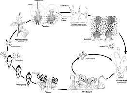 Attēlu rezultāti vaicājumam “Puccinia agrostidis”