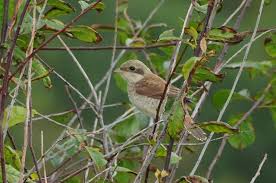 Attēlu rezultāti vaicājumam “Lanius collurio juvenile”