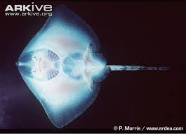 Image result for Dipturus batis