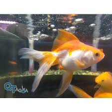Image result for 金魚