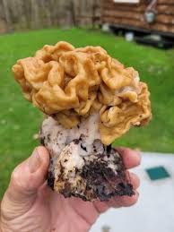 Attēlu rezultāti vaicājumam “Gyromitra gigas”