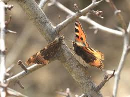 Attēlu rezultāti vaicājumam “Aglais urticae upperside”