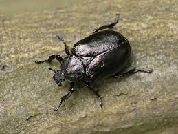 Attēlu rezultāti vaicājumam “Osmoderma barnabita imago”