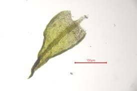Attēlu rezultāti vaicājumam “Didymodon fallax var. brevifolius”