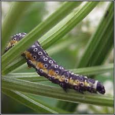 Attēlu rezultāti vaicājumam “Depressaria olerella imago”