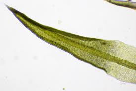 Attēlu rezultāti vaicājumam “Weissia squarrosa”