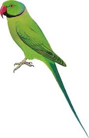 Image result for Psittacula krameri