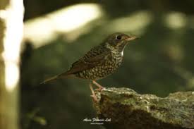 Image result for Zoothera dauma