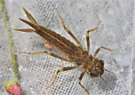 Attēlu rezultāti vaicājumam “Coenagrionidae”