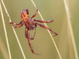 Attēlu rezultāti vaicājumam “Araneus quadratus male”