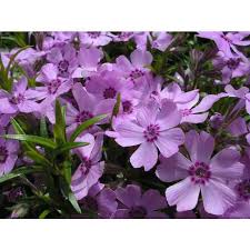 Attēlu rezultāti vaicājumam “Carex pilosa flower”