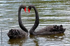 Attēlu rezultāti vaicājumam “Cygnus atratus”