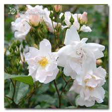 「花薔薇エルフ」の画像検索結果