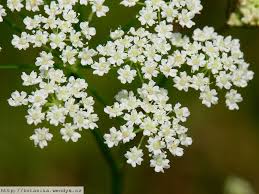 Attēlu rezultāti vaicājumam “Carum carvi leaf”