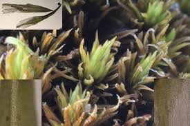 Attēlu rezultāti vaicājumam “Tortella inclinata”