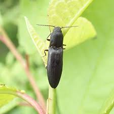 Attēlu rezultāti vaicājumam “Ectinus aterrimus”