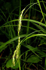 Attēlu rezultāti vaicājumam “Carex sylvatica”