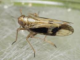 Attēlu rezultāti vaicājumam “Delphacidae”